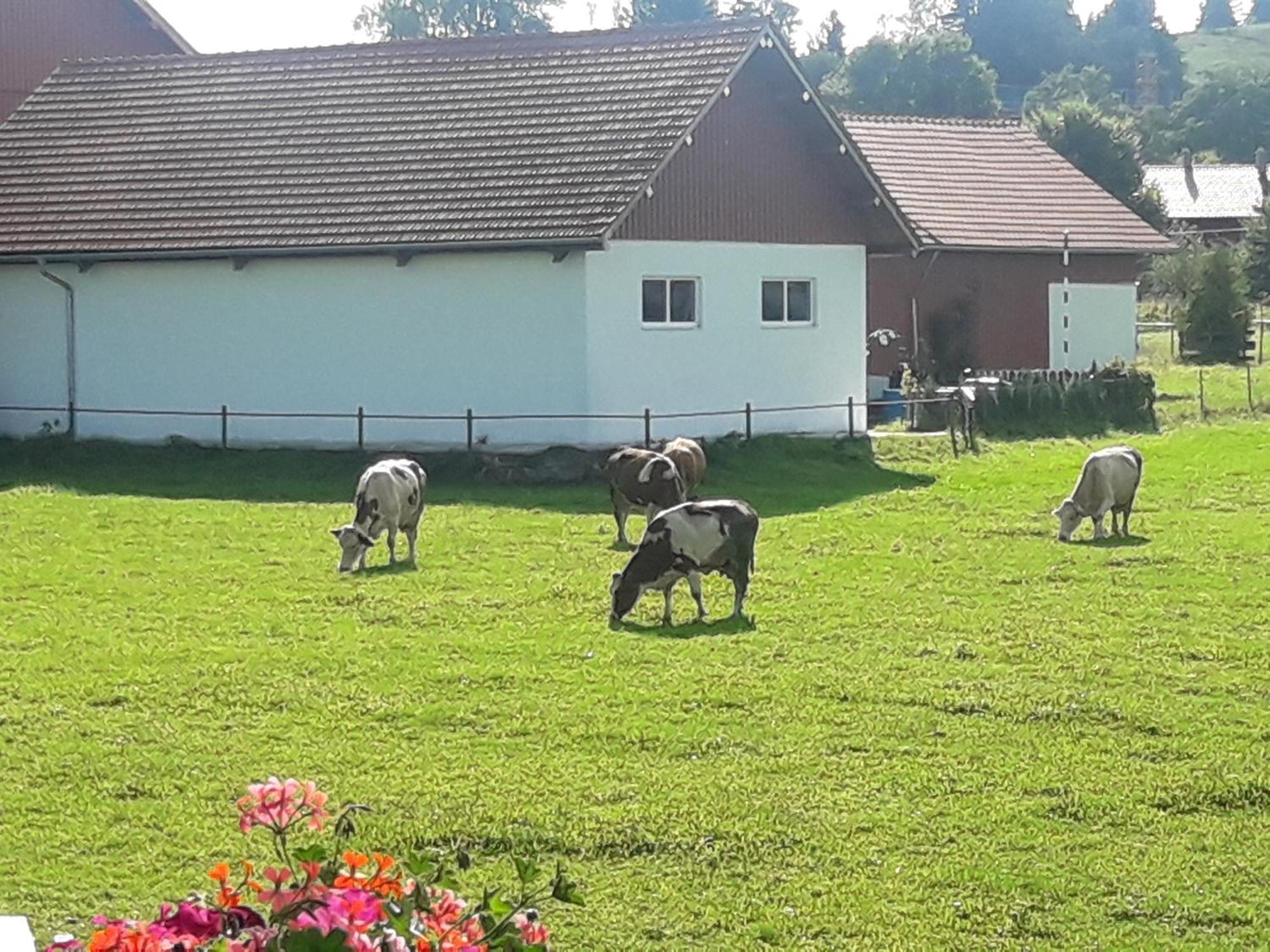 Gaestehaus Reisacher - Einzelzimmer Peiting Exterior foto